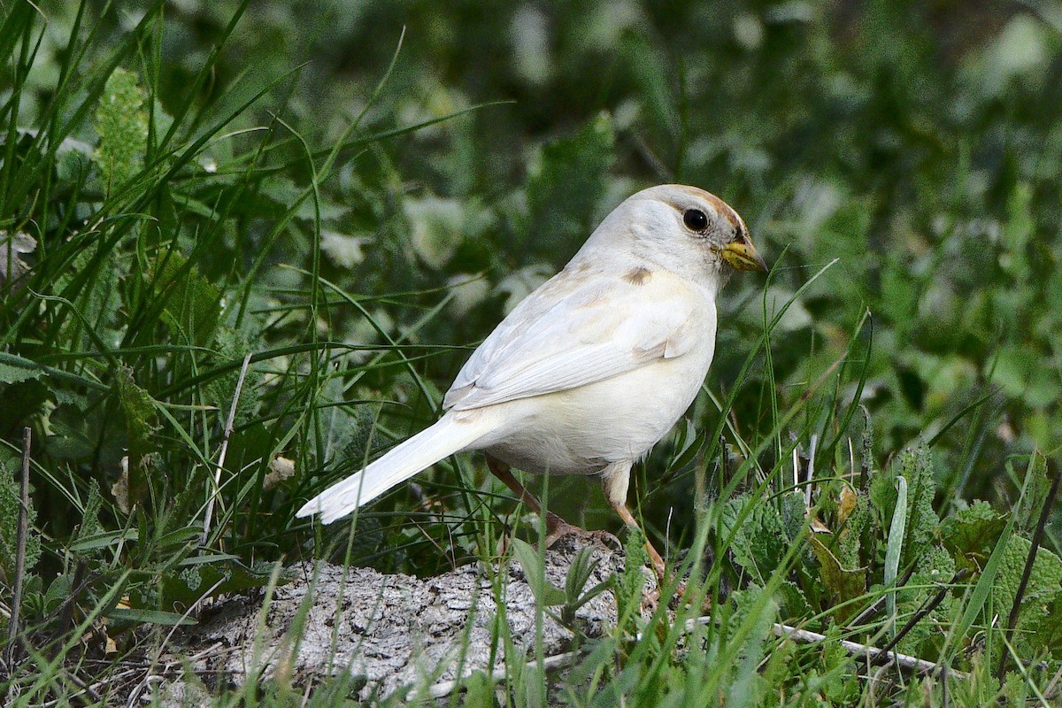 baseball sparrow