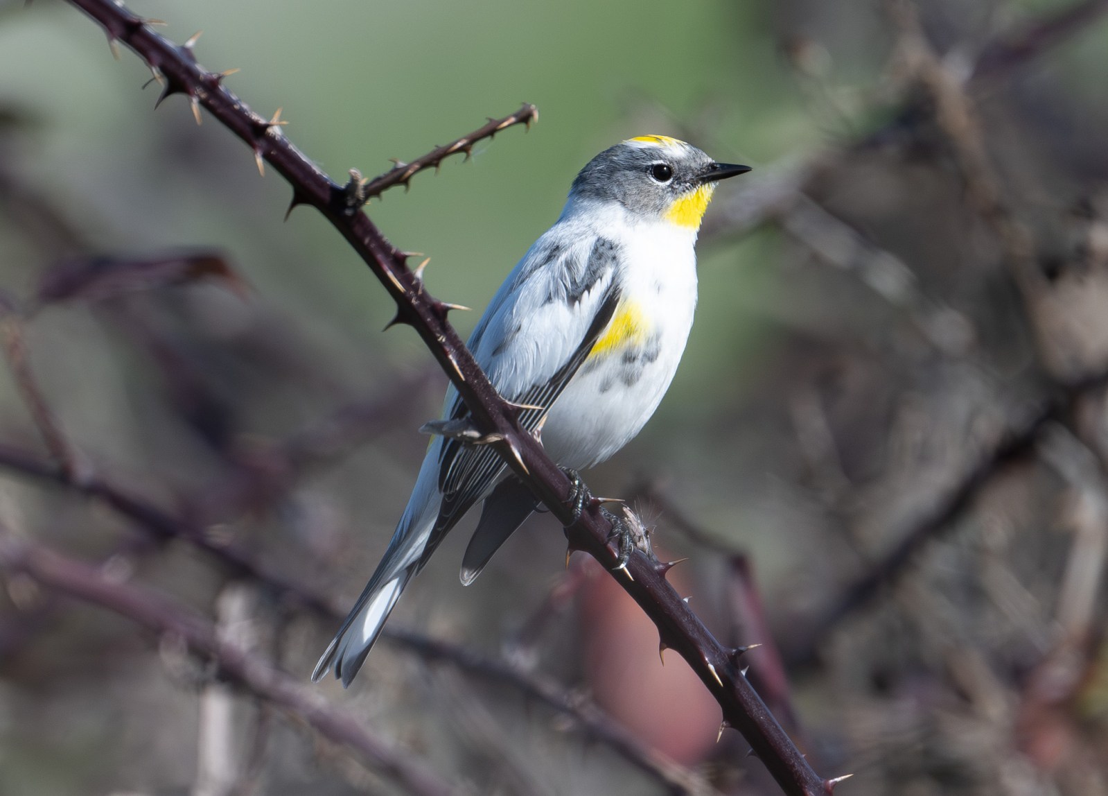 warbler