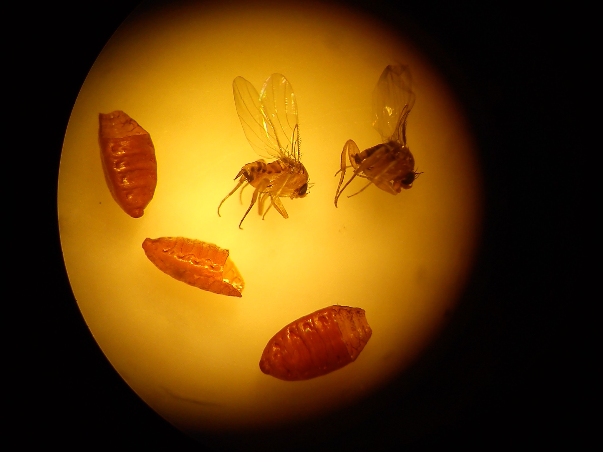 The Zombees Are Here (And That’s Probably OK)