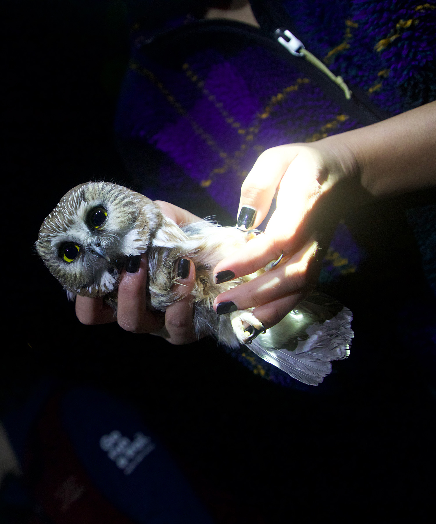 The Tiniest Owl You’ve Never Seen
