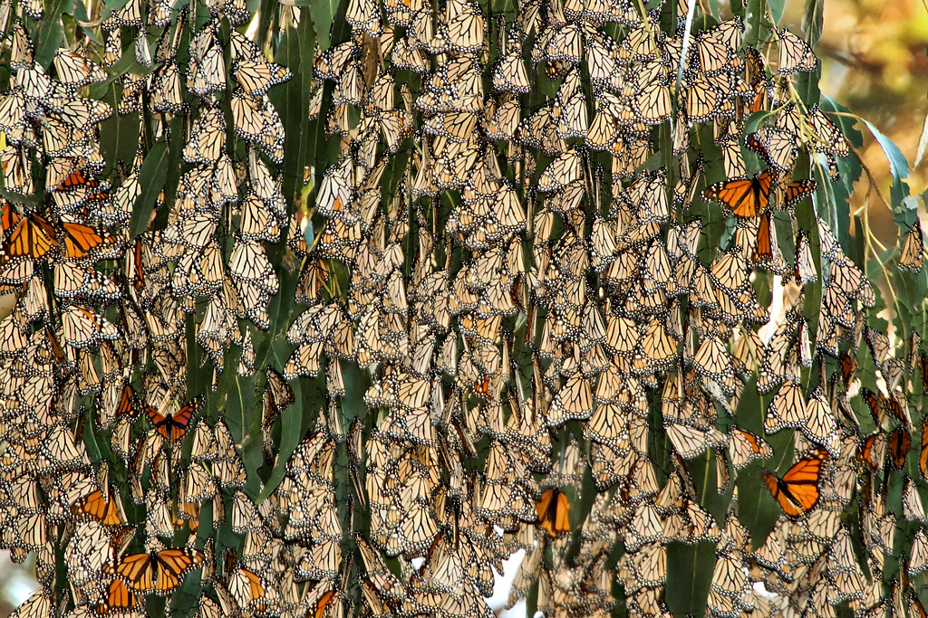 The Endangered Endangered Species Act