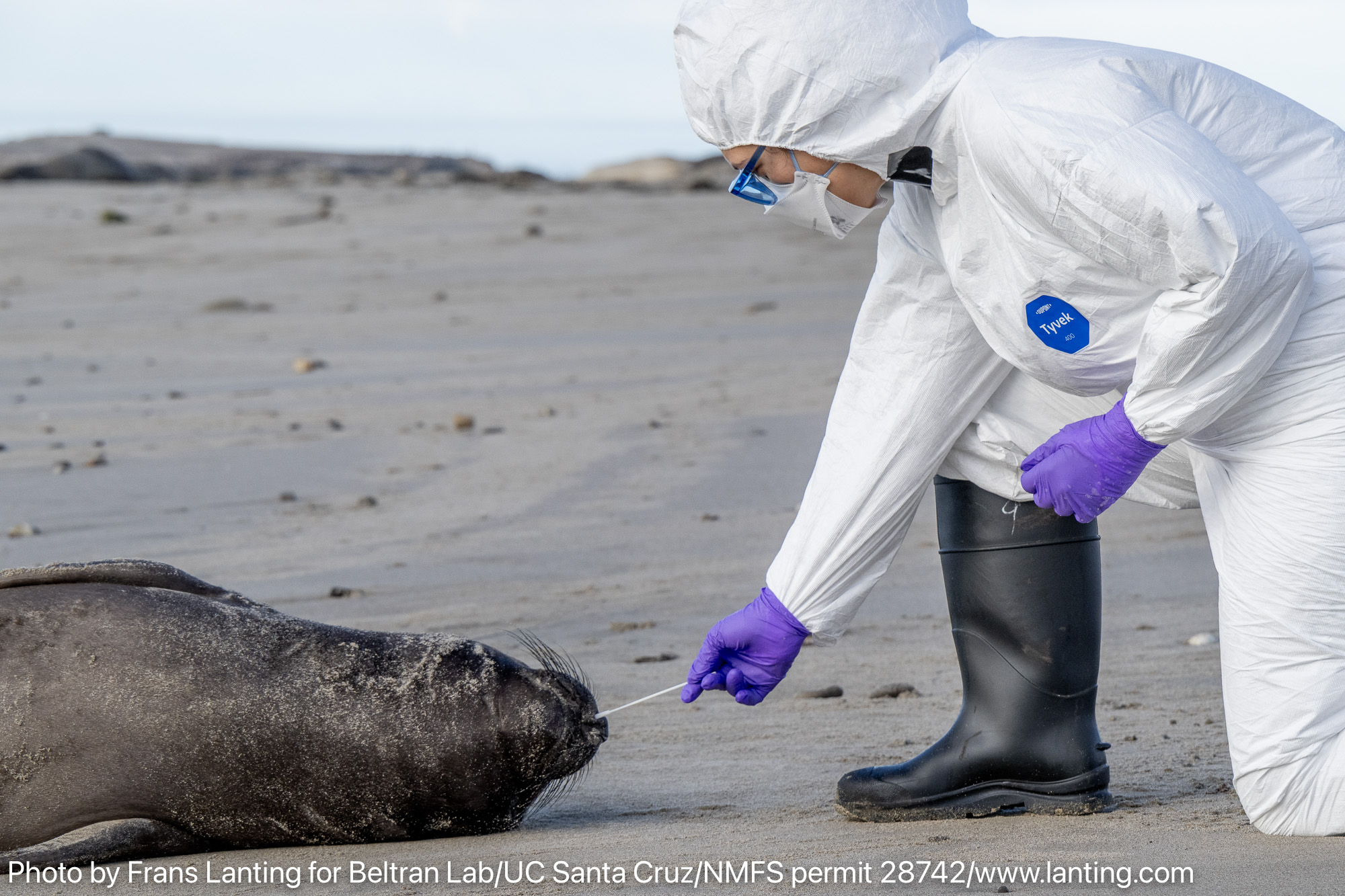 After Elephant Seal Deaths, the Race Is On for Bird Flu Investigators