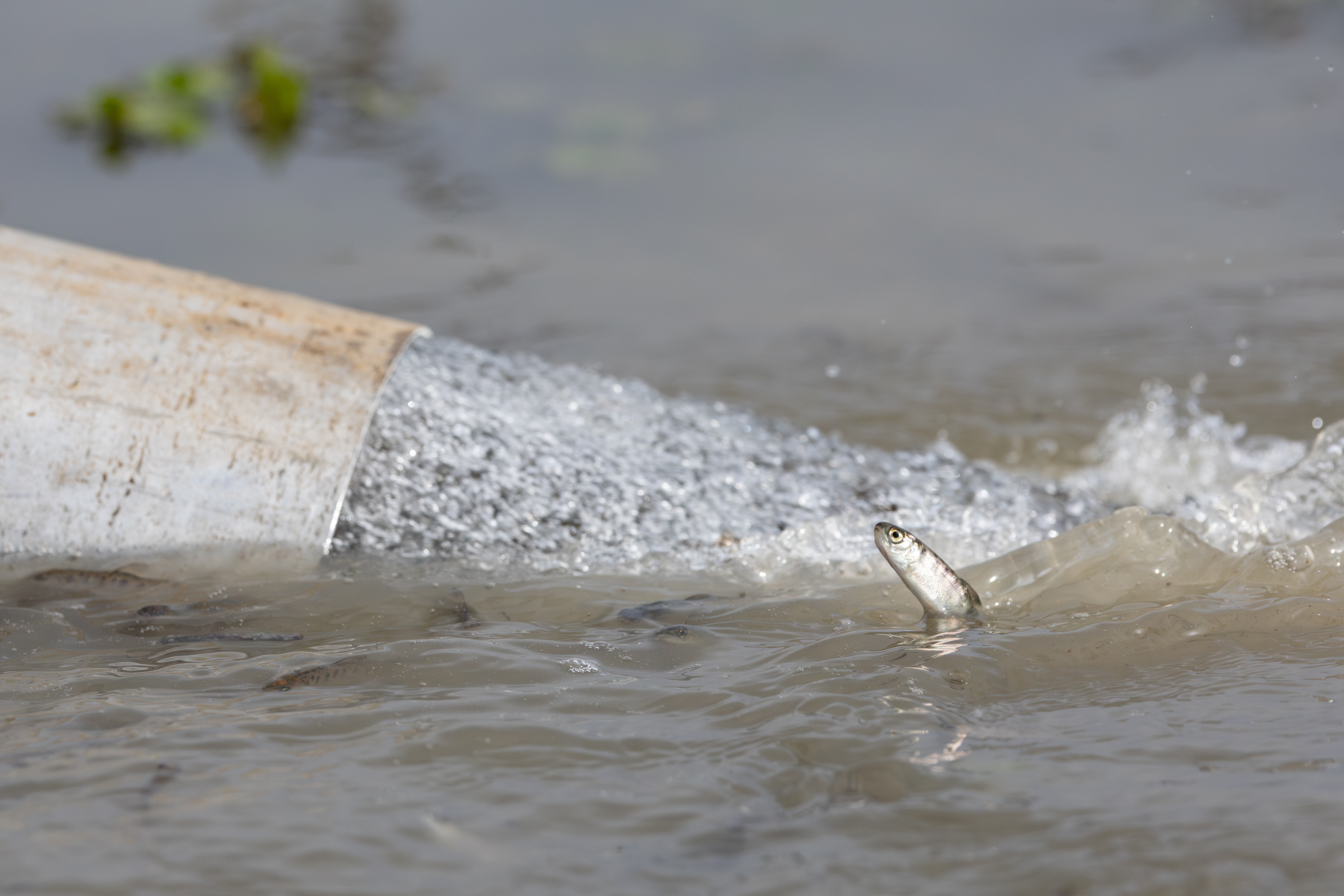 A Flood of Hope