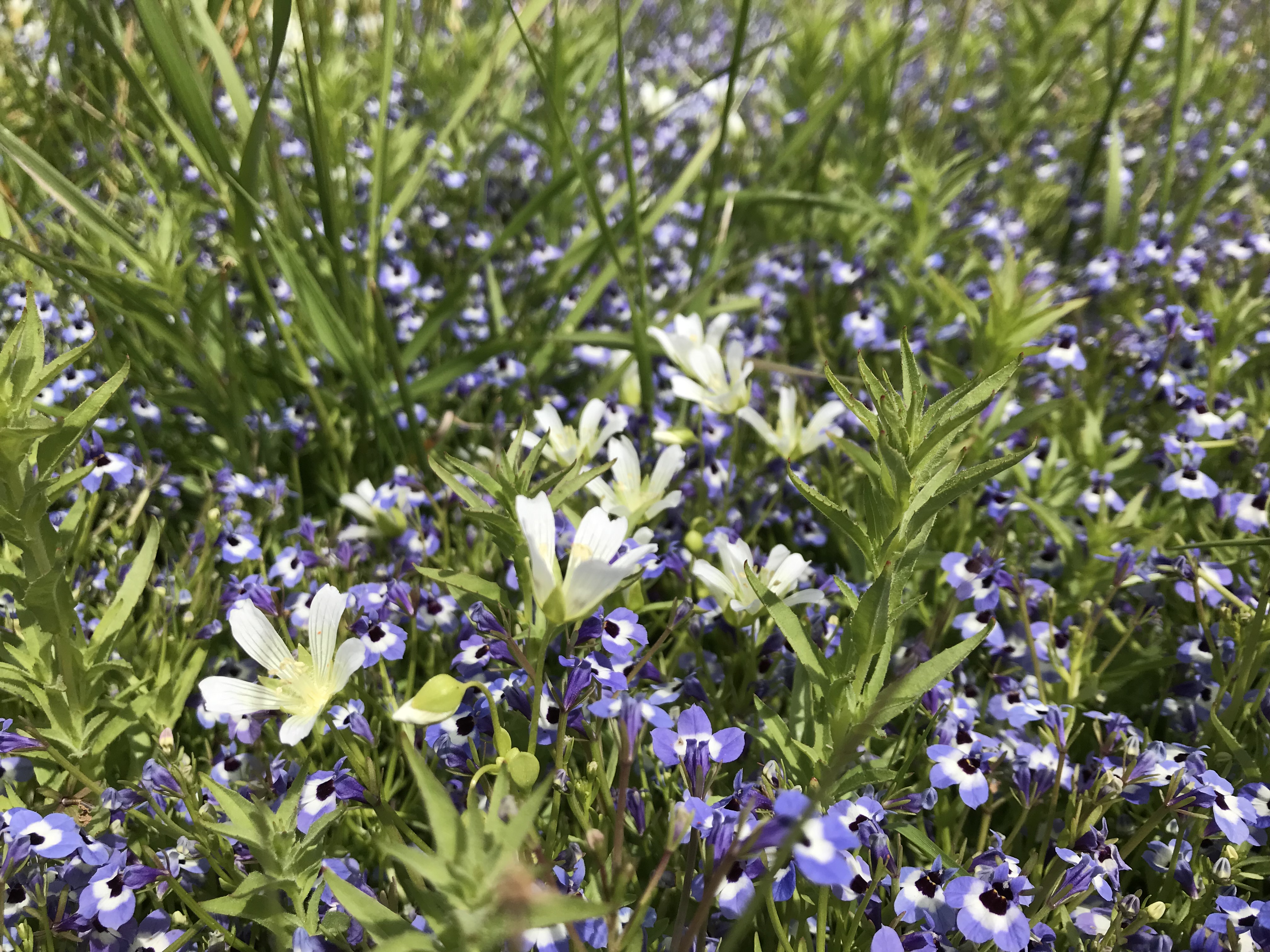 Where to See Vernal Pools This Spring