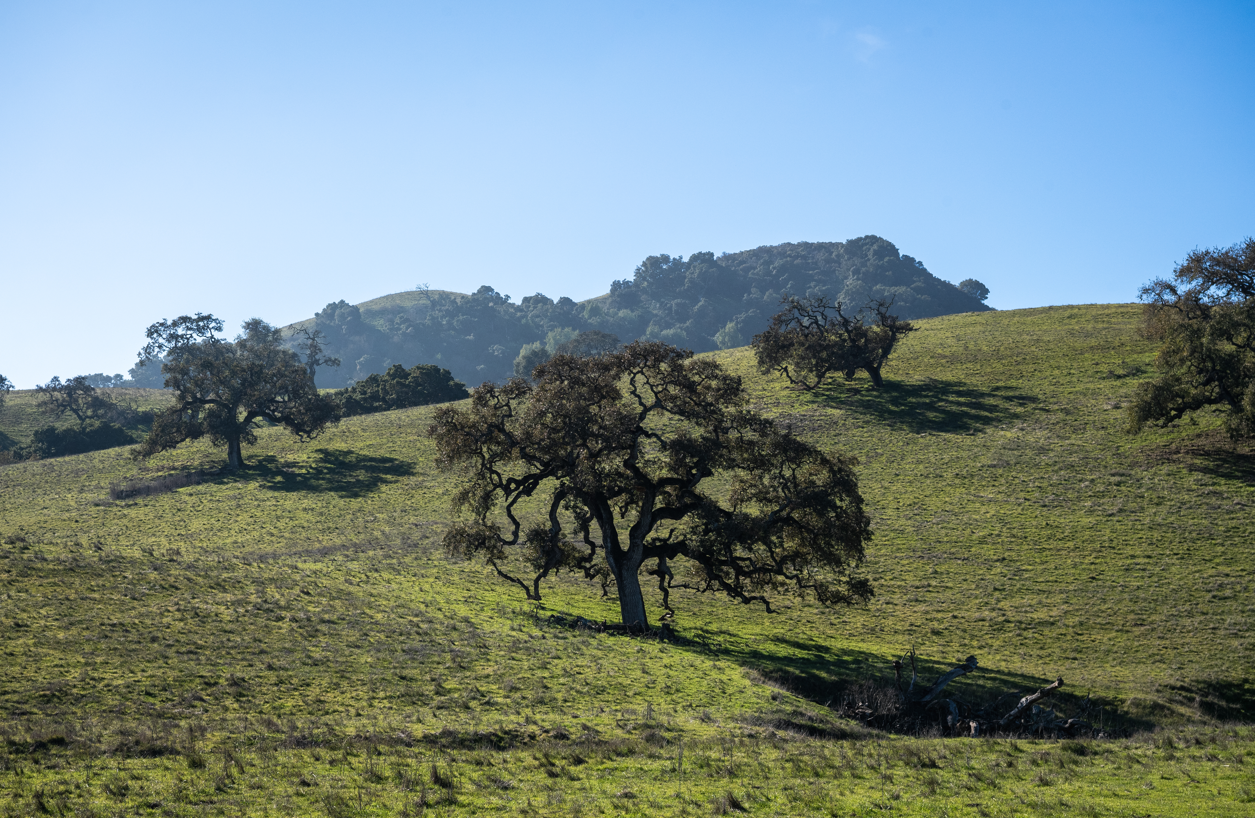 Sargent Ranch Is Protected. Who Will Steward It?