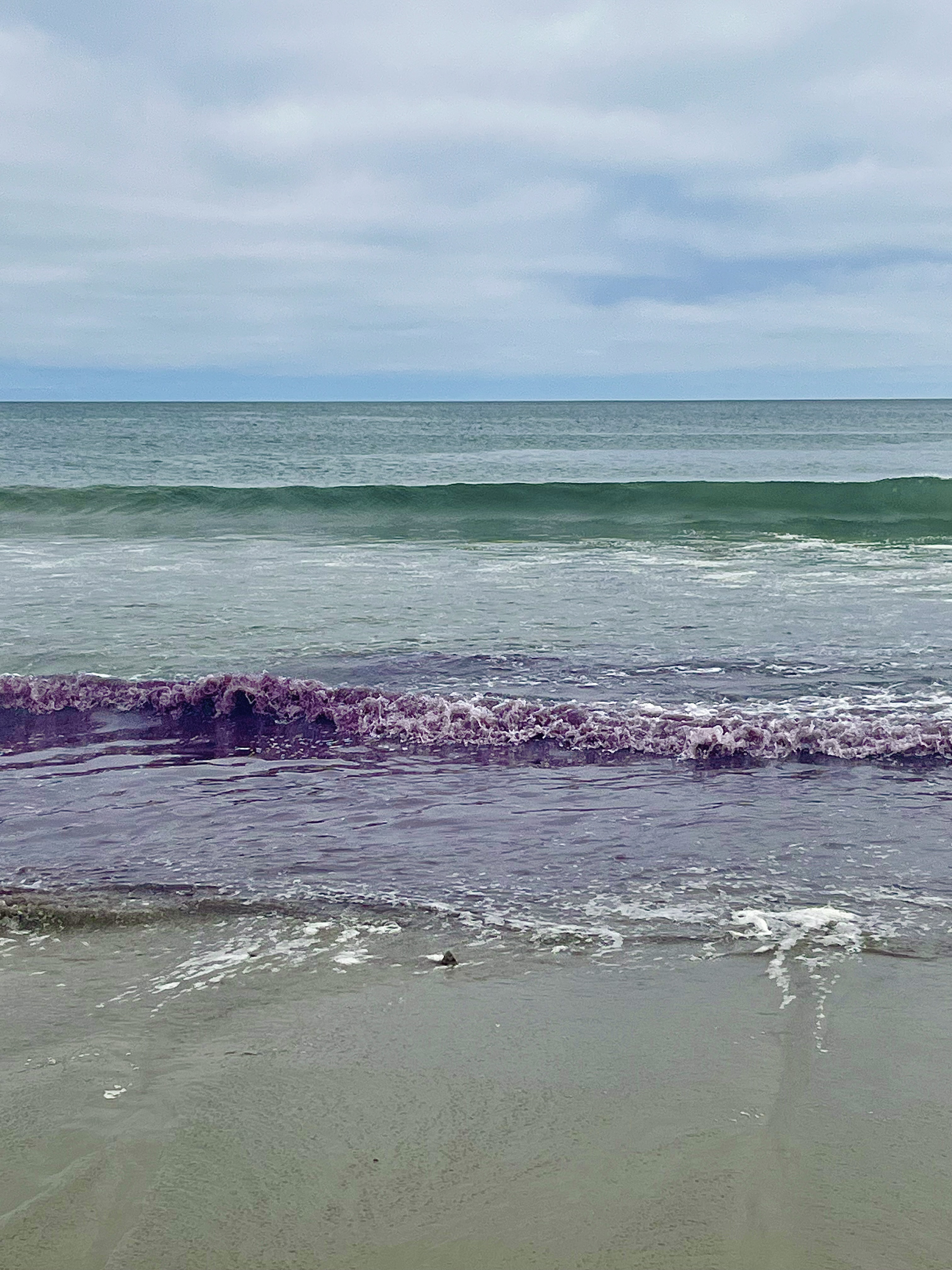 Solving the Mystery of Point Reyes’ Purple Waves