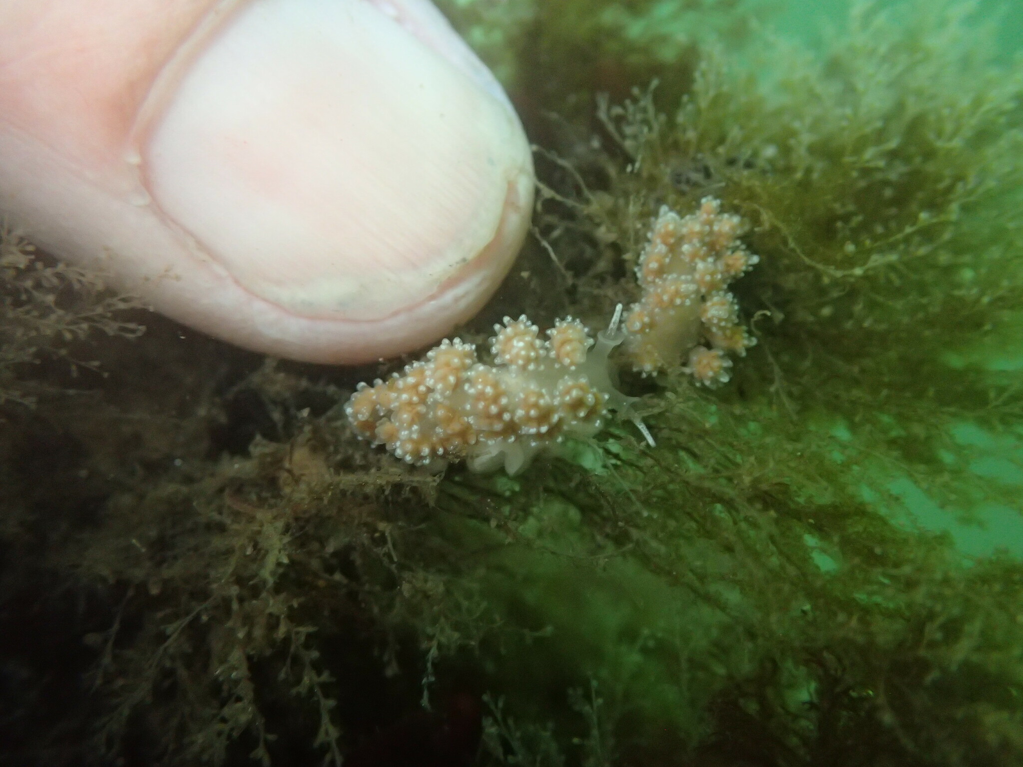 Meet a Newly Named Nudibranch With a Unique Approach to Sex