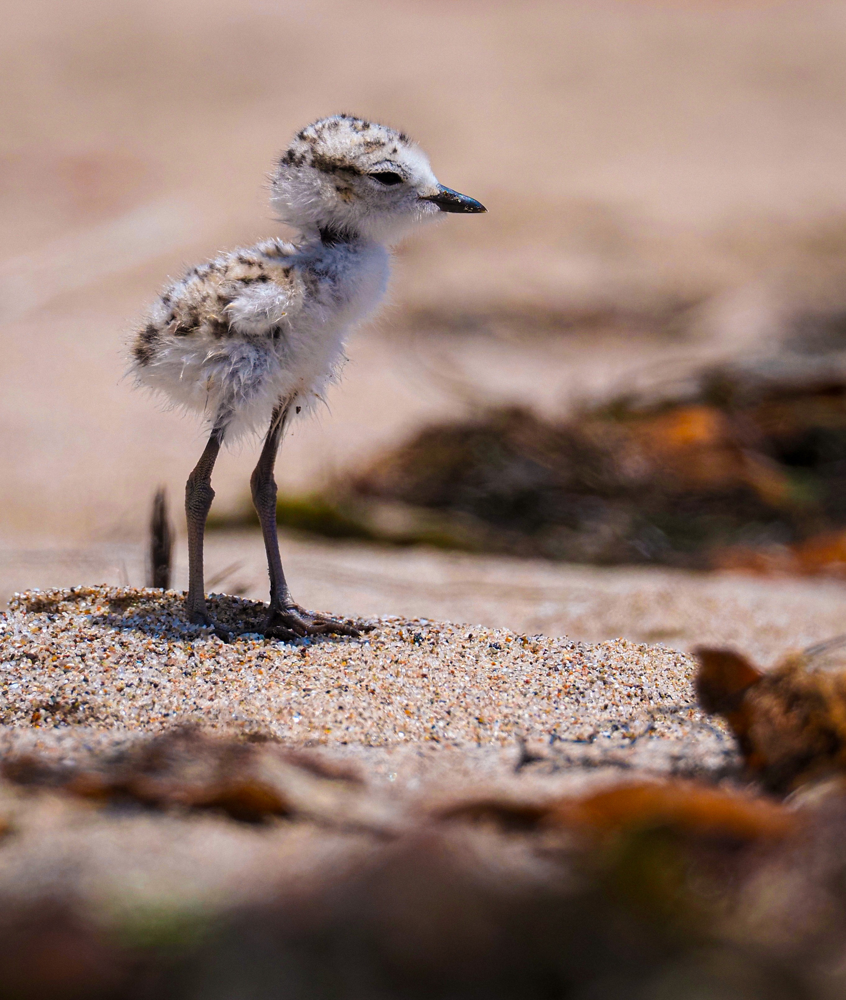 Restoring Salt Ponds to Marshes Is a Win. Unless You’re a Snowy Plover.