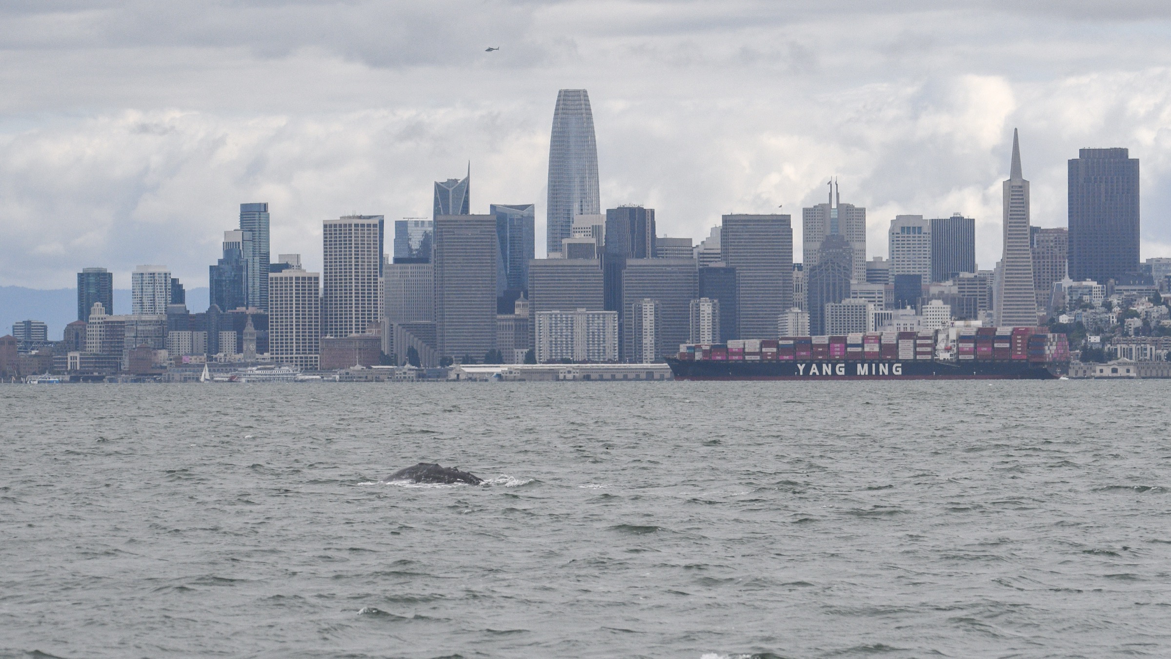 Saving the Whales Just Got a Little Easier
