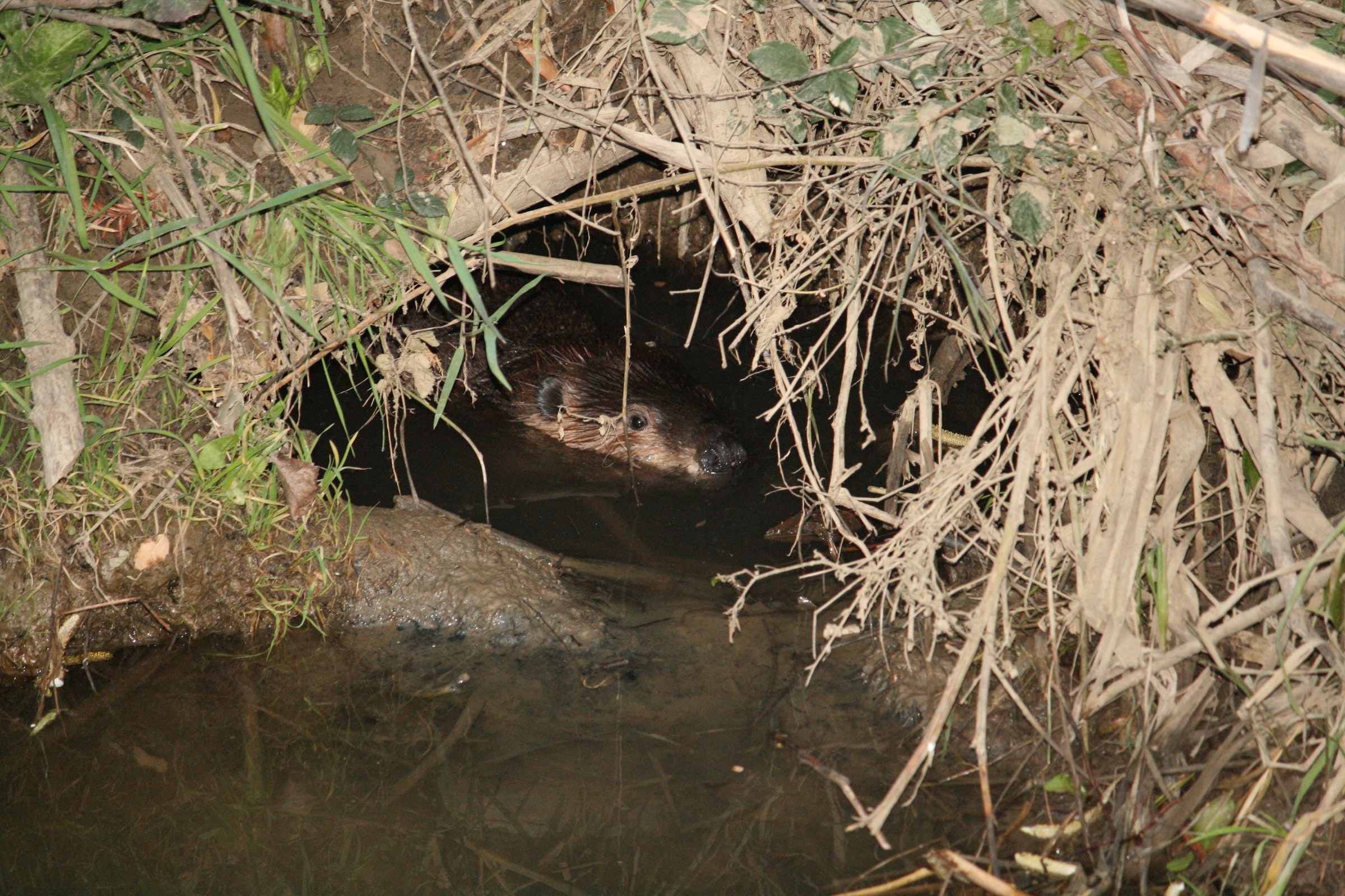 What It Takes to Become a Beaver Coexistence Professional