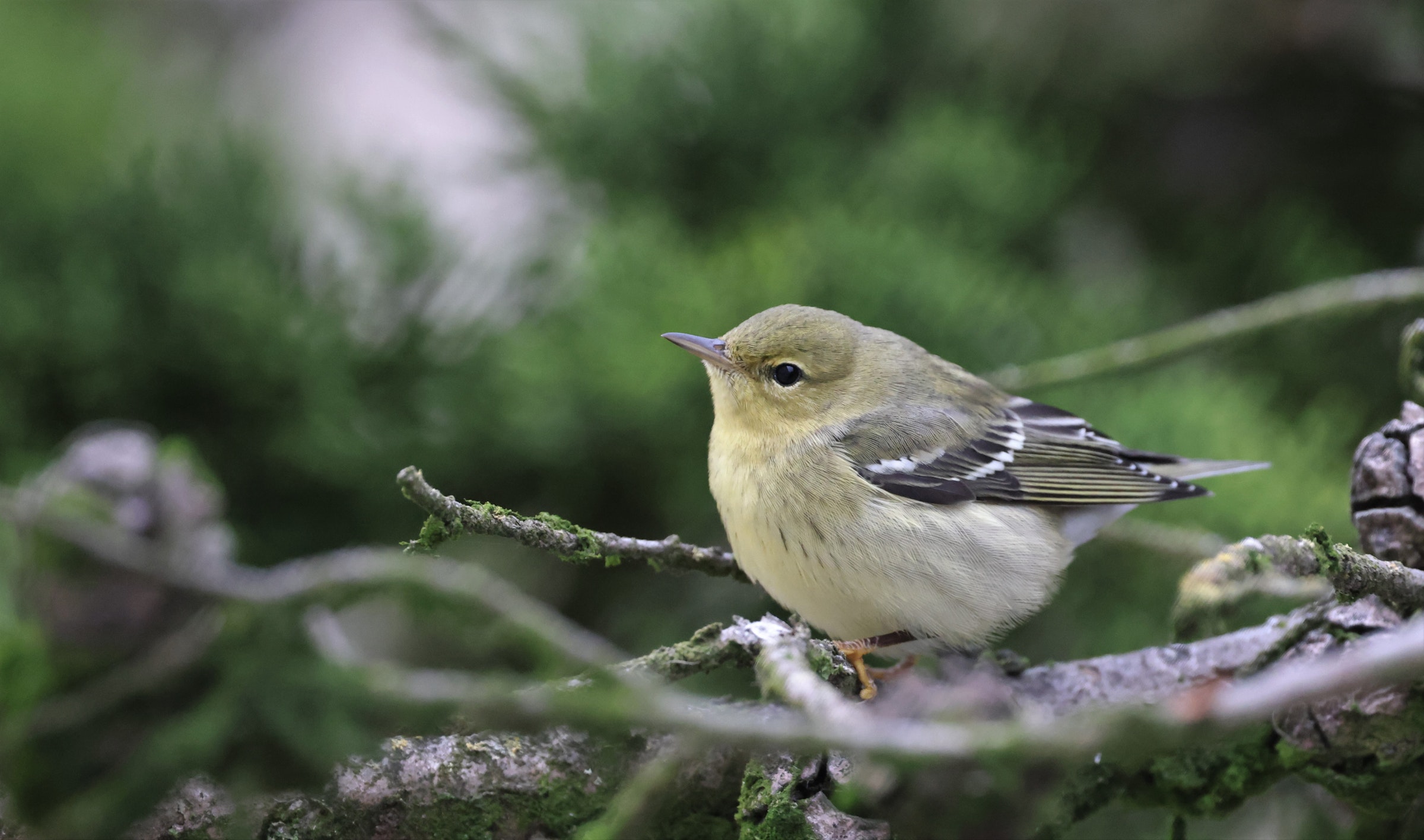 Are Vagrant Birds Lost, or Pioneers? For Clues, Researchers Look to the Farallones.