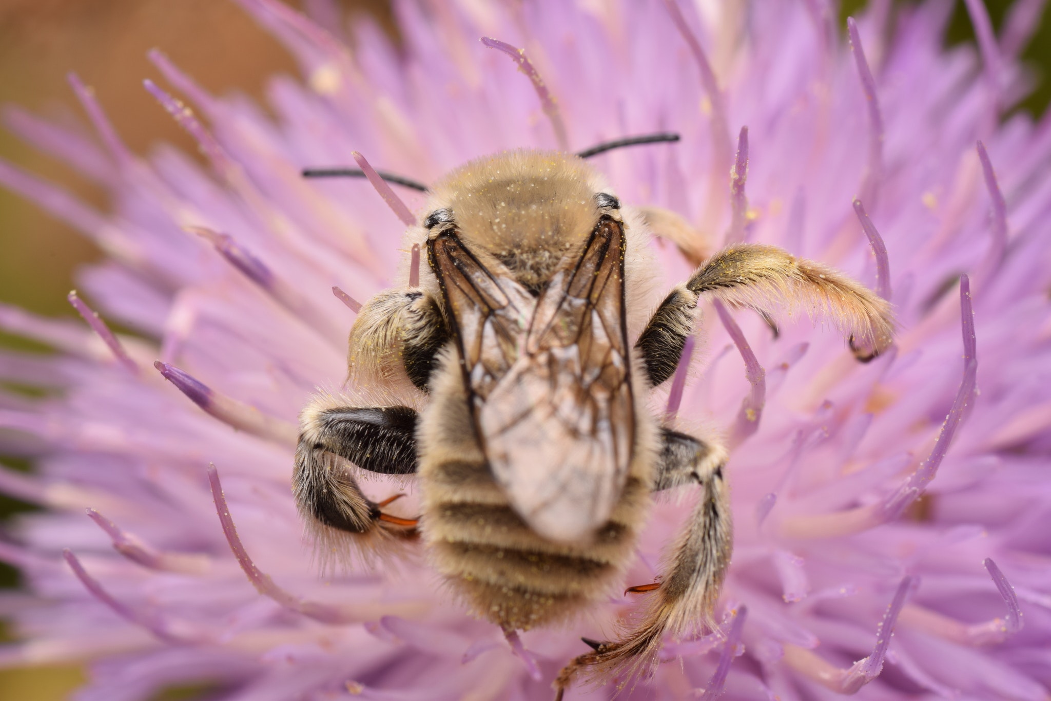 Voting Guide for the California State Bee Race