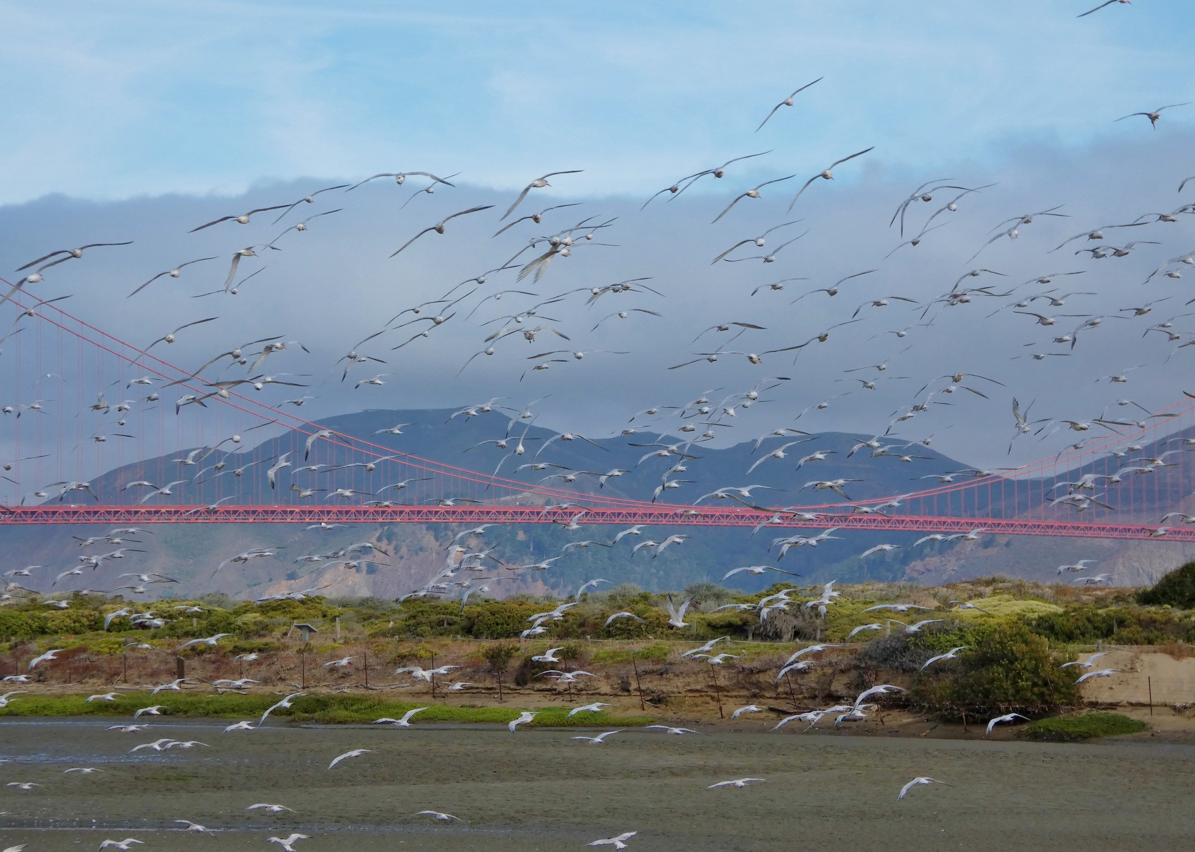 Teenage Terns Turn Up in the Bay, Big Time