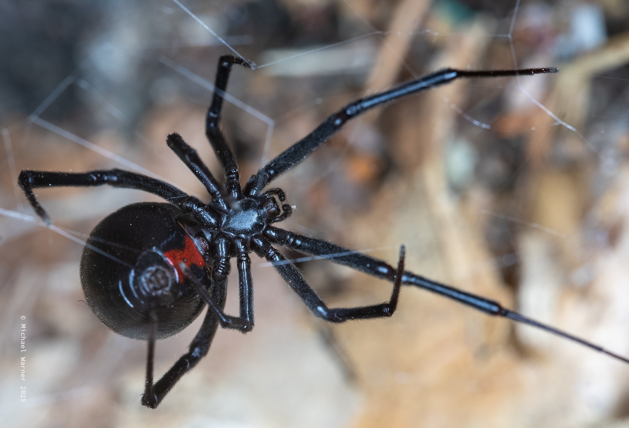 Western Black Widow Spiders Really Do Not Want to Bite You