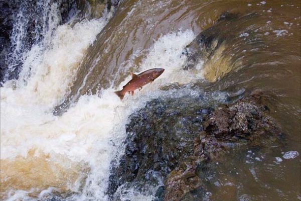 Coho leaping