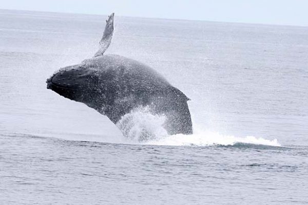 Breaching humpback whale. Sophie Webb, PRBO conservation Science/NOAA-ONMS