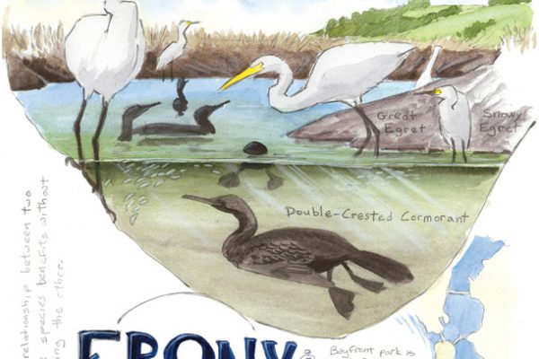 Cormorants and egrets along San Francisco Bay, by John Muir Laws.