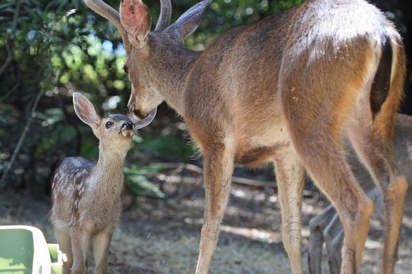 Adult and fawn black-tail deer. Create commons photo by Beth L Alexander