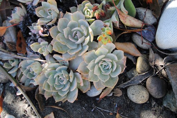succulents in Madeline Morrow's native plant garden