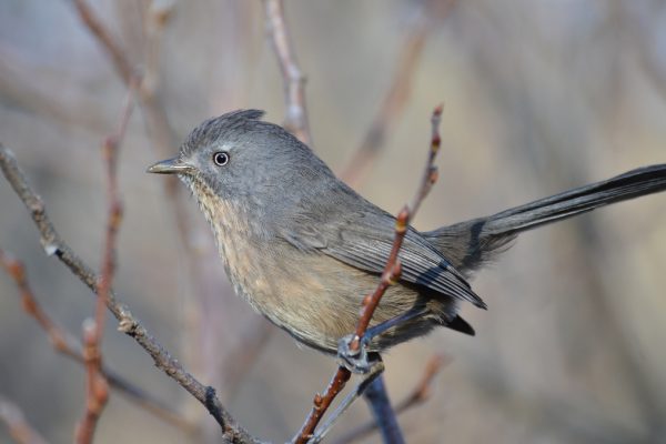 Wrentit, creative commons photo by Don Loarie
