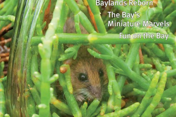July-September 2013, Year of the Bay issue, salt marsh harvest mouse