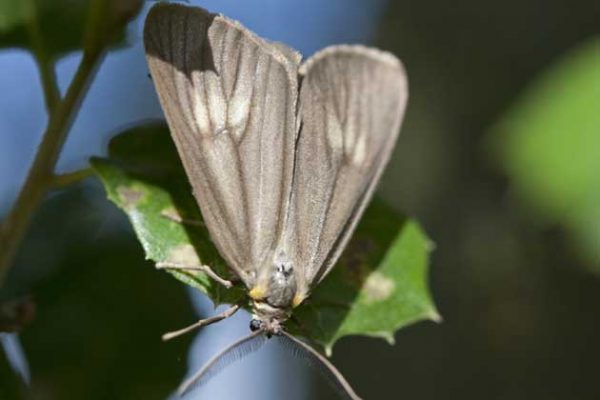 California oak moth