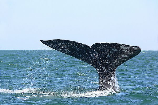 gray whale, San Ignacio Lagoon