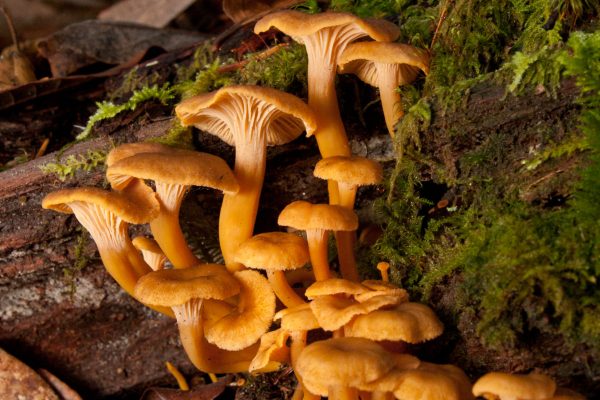 Yellow Foot Chanterelle (Craterellus tubaeformis), an edible mushroom found in the Bay Area and displayed at this year's MSSF Fungus Fair (Photo by Trent Pierce)