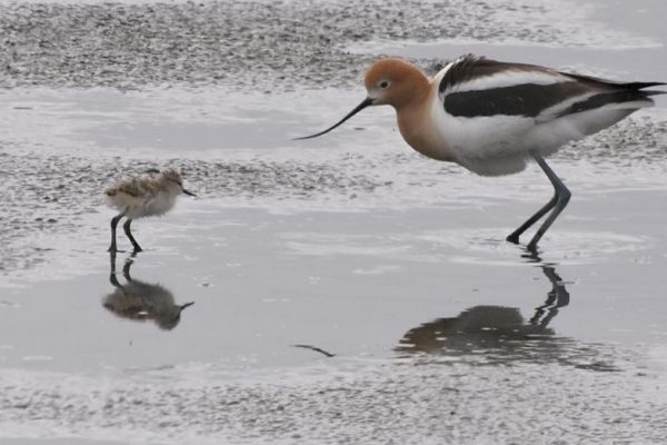 American avocet and chick. Photo courtesy of Ingrid Taylar