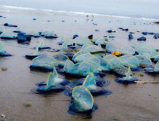 Vellela vellela - translucent blue jellyfish-like creatures - are sometimes found littering Bay Area beaches when the wind changes.