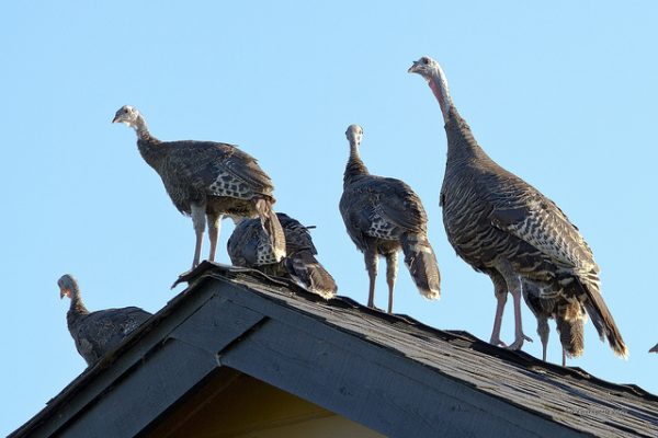 wild turkey flock on a roof