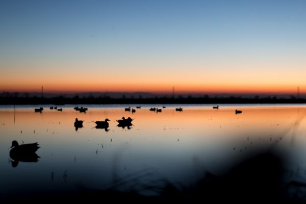 duck decoys in Sutter County