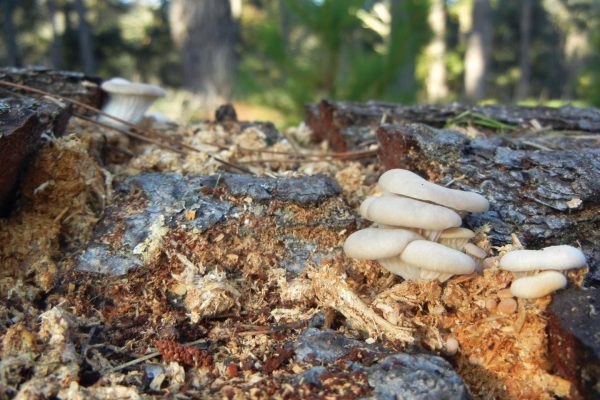 inoculated mushrooms