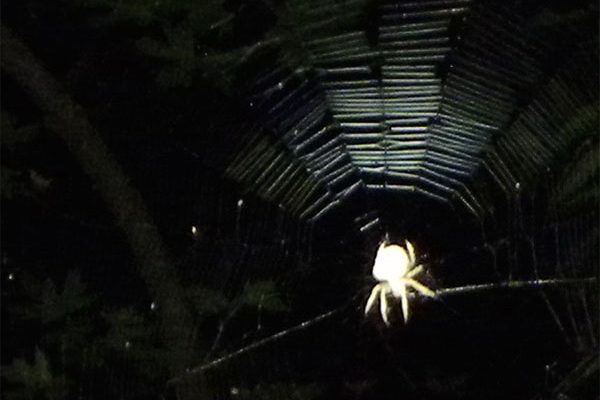 An orbweaver spider sits in its web. From Bay Nature's spider night hike with EBRPD naturalist Trent Pearce. Photo: Igor Skaredoff