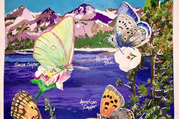 Yosemite butterfly count illustration