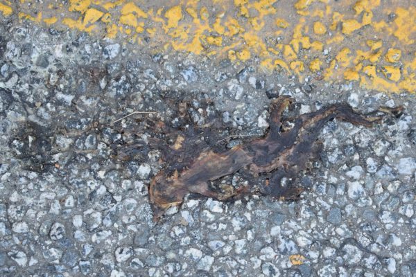 roadkilled newt