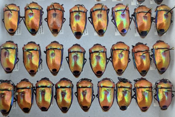 pinned beetles