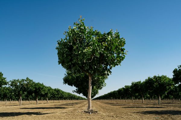 pistachio tree