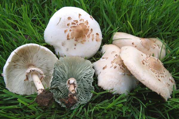 green gill parasol mushrooms