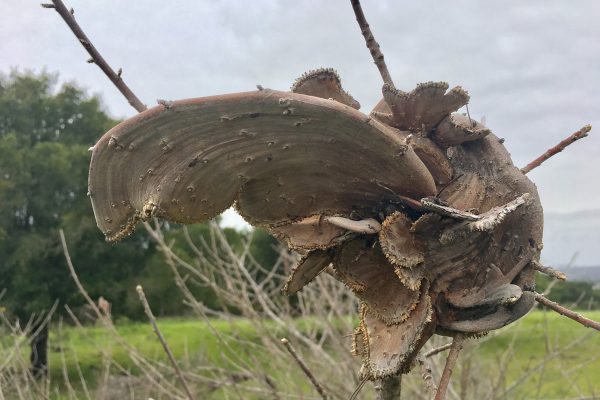 fasciated poison oak
