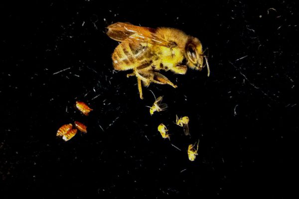 bee corpse and phorid flies