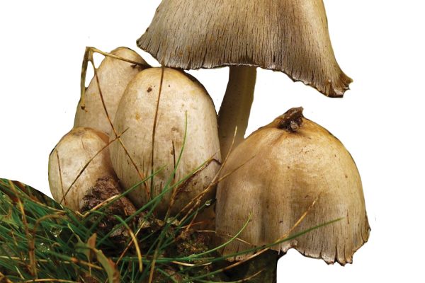 inky cap mushrooms