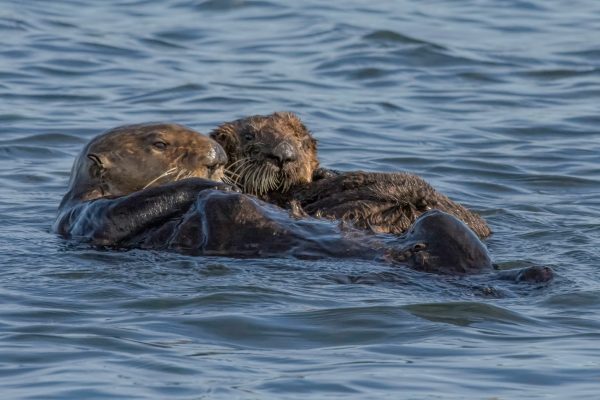 sea otter family
