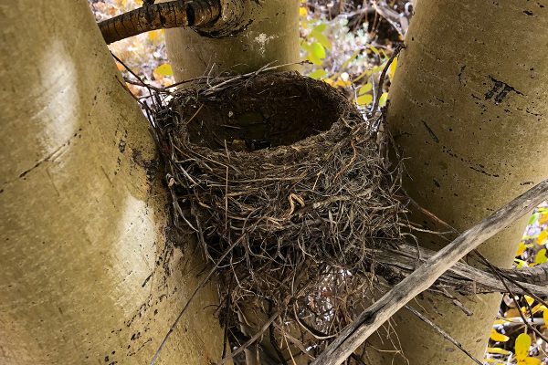 robin cup nest