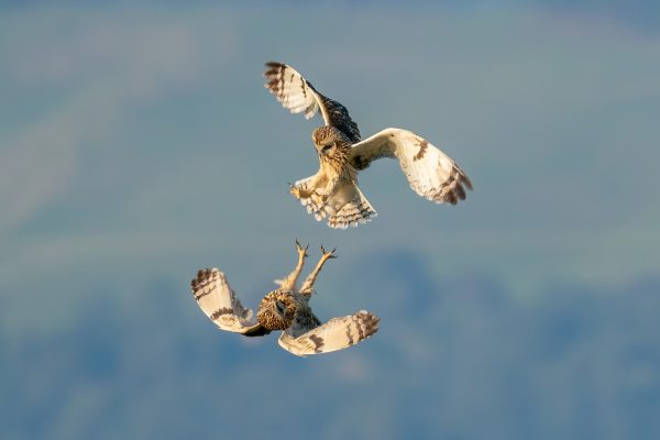 owls at play