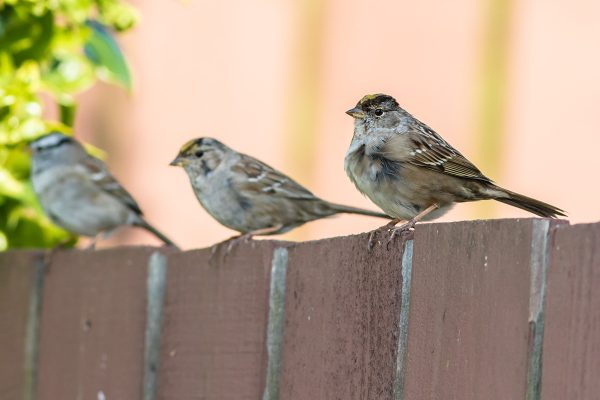 golden-crowned sparrows