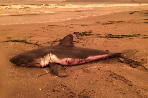 salmon shark stranded
