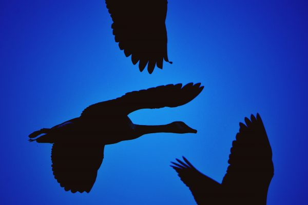 Black silhouettes of Canada geese are framed in a dark-blue sky. Photo by Scott Kozinchik, https://www.kozinchik.com/